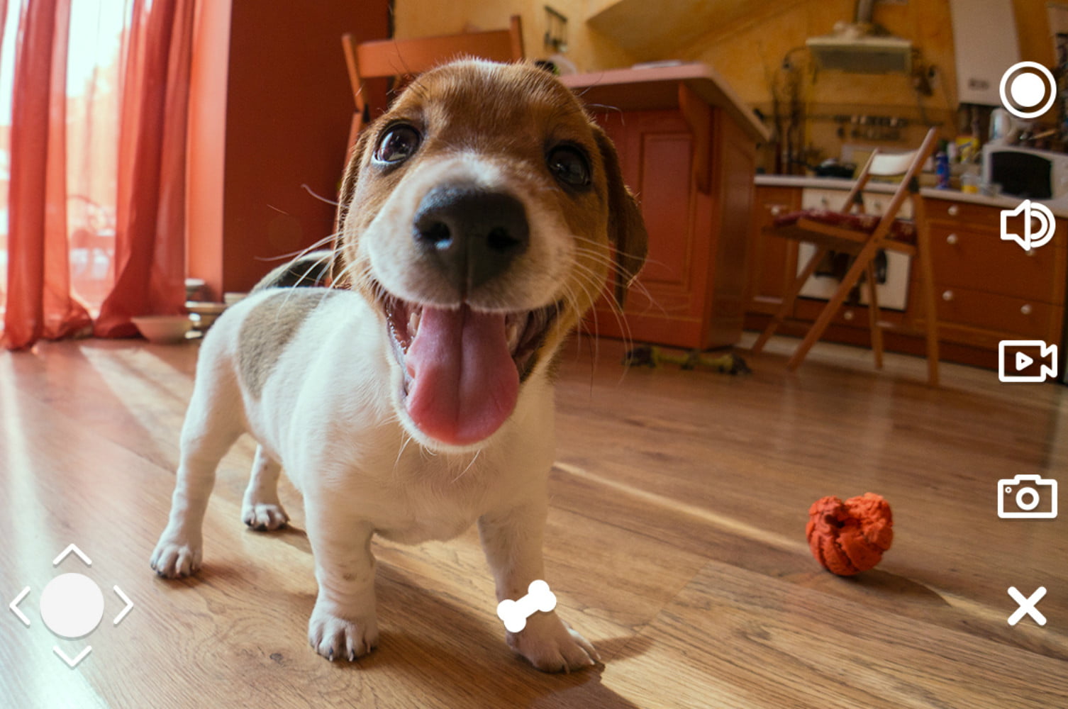 This mobile camera can help alleviate anxiety for your animals