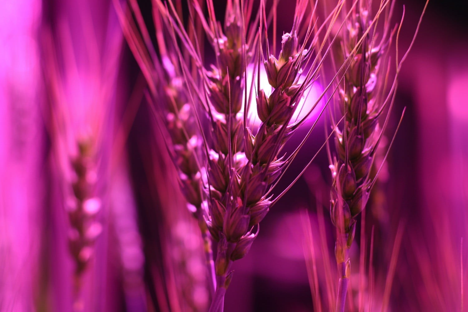 NASA’s ‘space wheat’ is helping earthbound farmers grow crops quicker