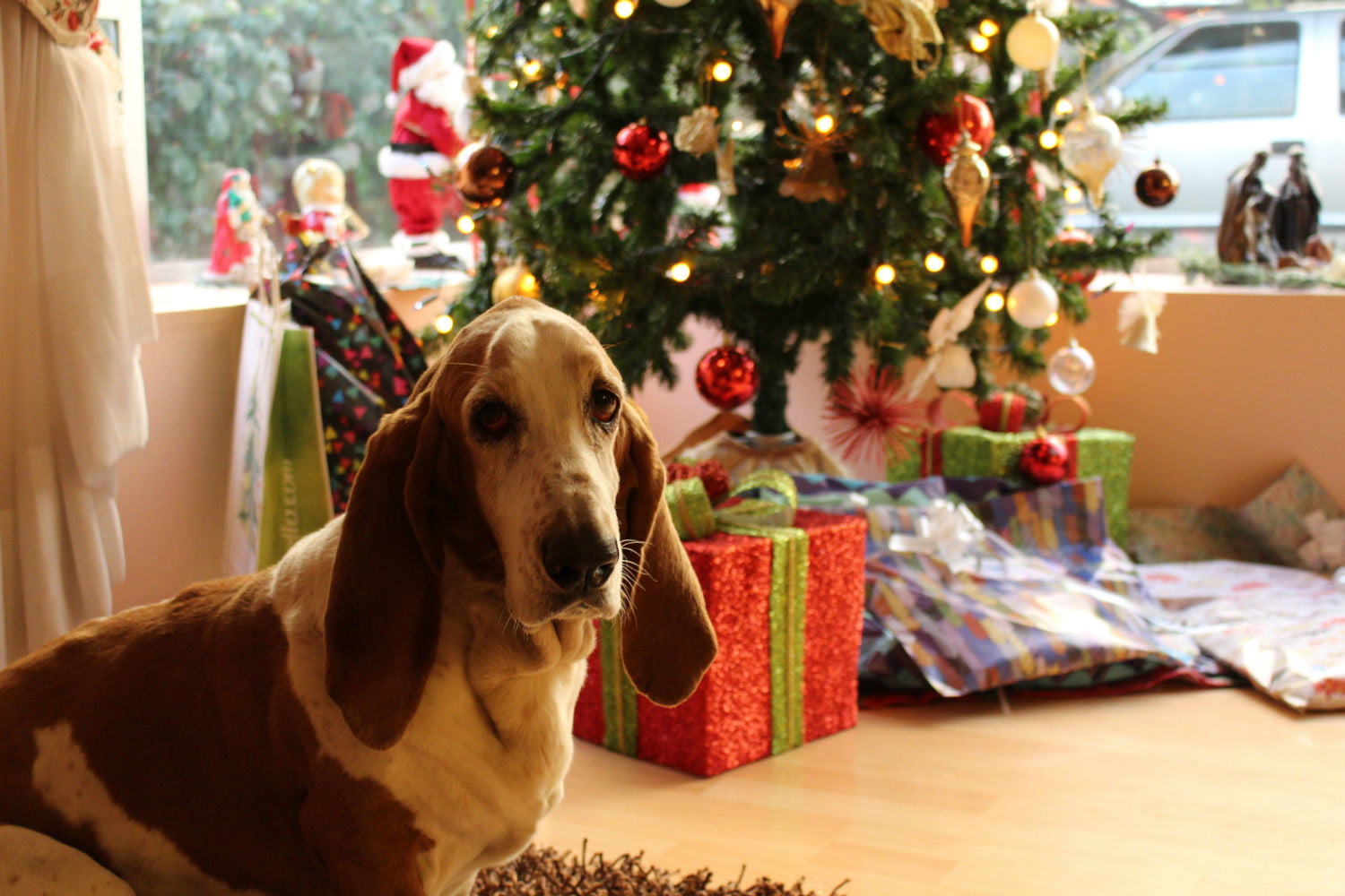 15 Unique pet gift ideas to stuff in your four-legged friend’s Christmas stocking